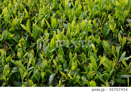お茶栽培 ・茶畑 お茶栽培 ・茶畑 50707454