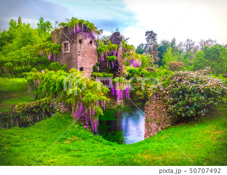 wisteria flowers in fairy garden of ninfa in Italy - medieval tower ruin surrounded by river 50707492