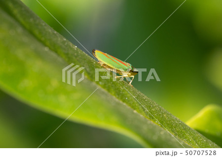 Rhododendron leafhopper, Graphocephala fennahi Rhododendron leafhopper, Graphocephala fennahi 50707528