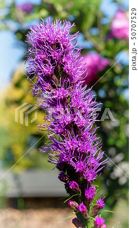 Prairie gay feather, Liatris spicata Prairie gay feather, Liatris spicata 50707529