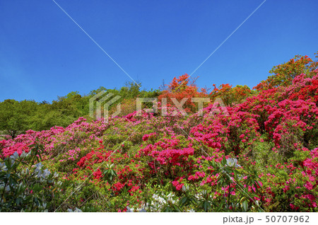 五大尊つつじ公園のつつじの花 50707962