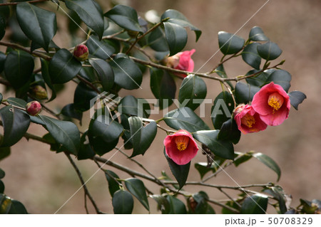 春の手草　椿 50708329