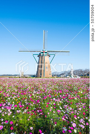 満開のコスモスと風車と青空 (千葉県佐倉市 佐倉ふるさと広場) 2018年10月 満開のコスモスと風車と青空 (千葉県佐倉市 佐倉ふるさと広場) 2018年10月 50709004