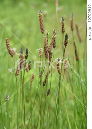 ヘラオオバコ 50709910