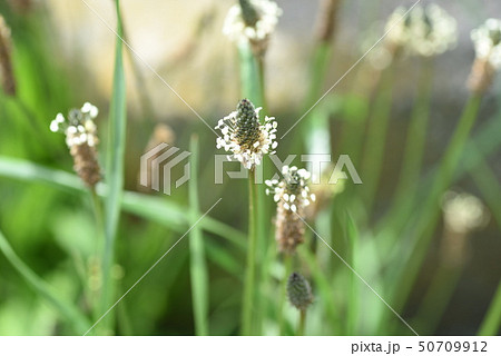 ヘラオオバコ ヘラオオバコ 50709912