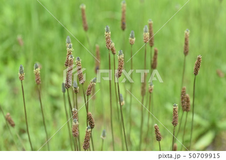 ヘラオオバコ 50709915