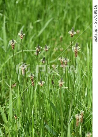 ヘラオオバコ 50709916