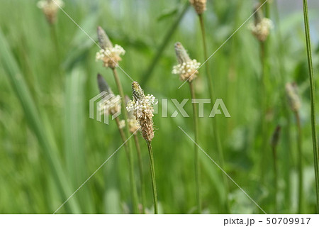 ヘラオオバコ 50709917