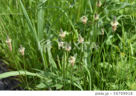 ヘラオオバコ 50709918