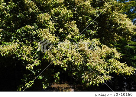 スダジイの花の写真素材