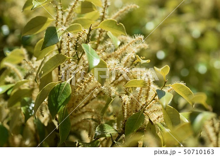 スダジイの花 50710163