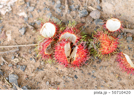 The bark of the rambutan was left as fresh waste. The bark of the rambutan was left as fresh waste. 50710420