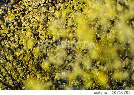 日向ミズキ01 50710706