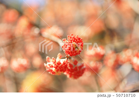 ミツマタ02 ミツマタ02 50710710