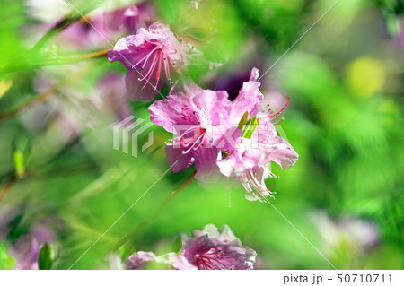 玄海ツツジ01 玄海ツツジ01 50710711