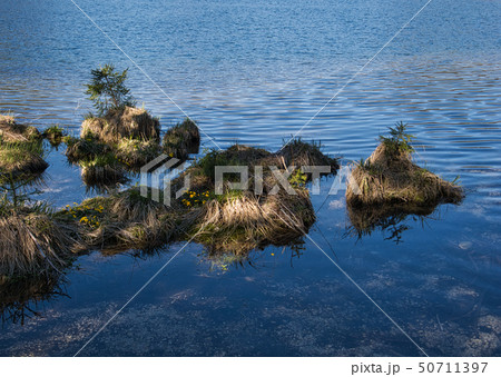 Spruces and marigolds in the mountain lake Spruces and marigolds in the mountain lake 50711397