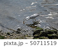 遊歩道 アオサギ 川沿い 50711519