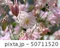 花 美しさ 50711520