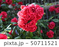 花 バラ 愛 50711521