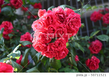 花 バラ 愛 50711521