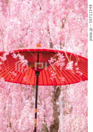 枝垂桜と和傘　和風イメージ　春　高見の郷　4月 50711548