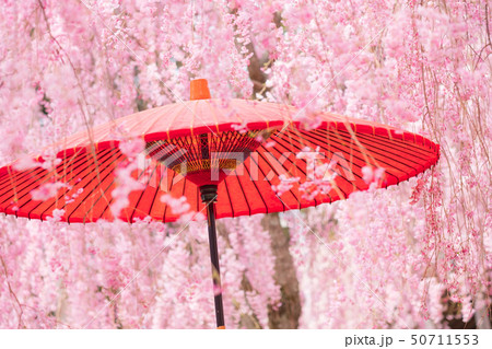 枝垂桜と和傘　和風イメージ　春　高見の郷　4月 50711553