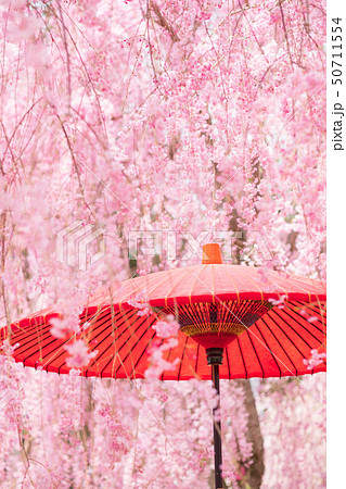 枝垂桜と和傘　和風イメージ　春　高見の郷　4月 50711554