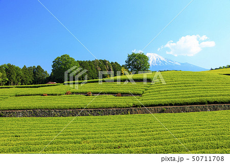 茶畑(初夏) 茶畑(初夏) 50711708