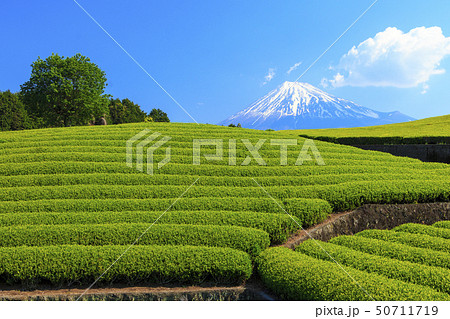茶畑(初夏) 茶畑(初夏) 50711719