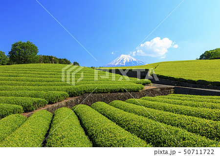 茶畑（初夏） 50711722