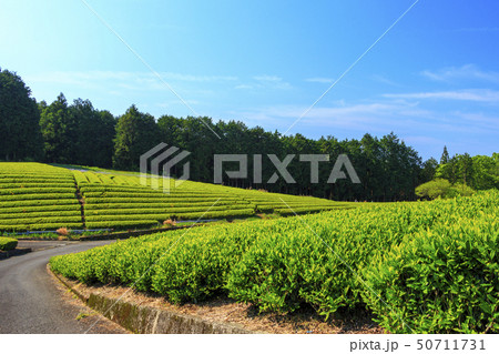 茶畑(初夏) 茶畑(初夏) 50711731