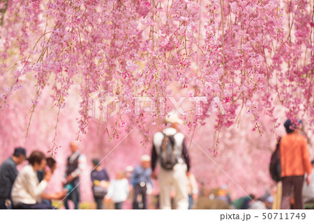 枝垂桜と花見客　観光　春　高見の郷　奈良県　2019年4月 50711749