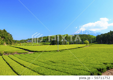 茶畑（初夏） 50711752