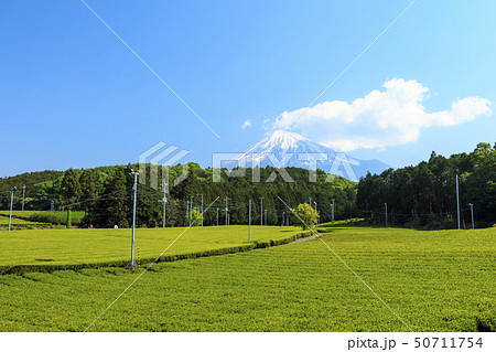 茶畑(初夏) 茶畑(初夏) 50711754