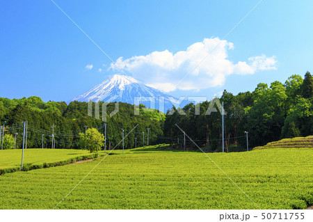 茶畑（初夏） 50711755