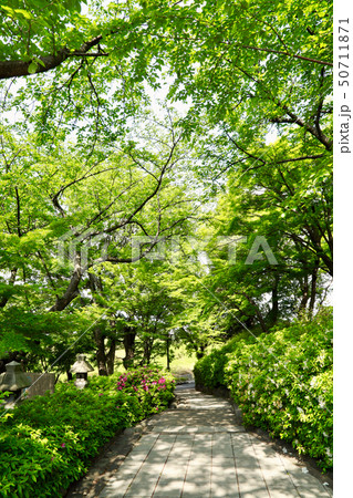 清洲古城跡公園の新緑（愛知県） 50711871