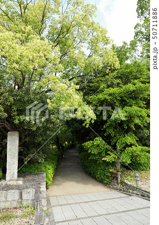 清洲古城跡公園の新緑(愛知県) 清洲古城跡公園の新緑(愛知県) 50711886