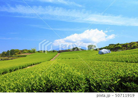 茶畑（初夏） 50711919