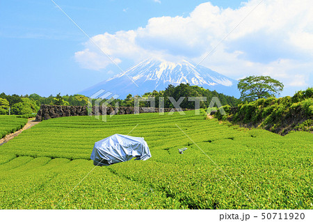 茶畑(初夏) 茶畑(初夏) 50711920