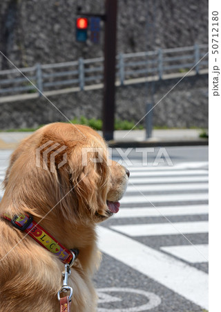 赤信号で待ってる犬の写真素材