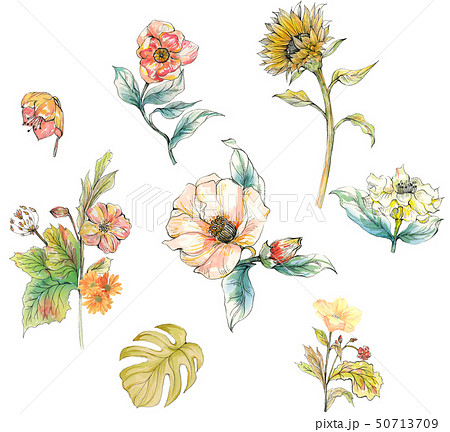 透明水彩 水彩画 花 50713709