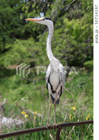 アオサギ　花博記念公園鶴見緑地 50714197
