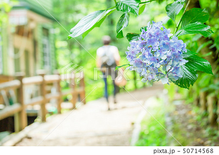 日本の滝百選 払沢の滝への道中 女性の後姿 季節外れのアジサイの花の写真素材 [50714568] - PIXTA