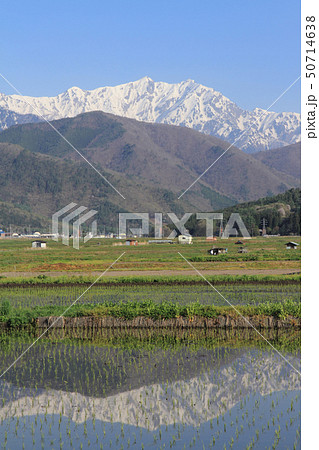 信濃大町の5月　山岳展望 50714638