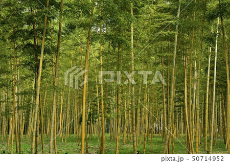 若竹の杜　金明孟宗竹の竹林 50714952