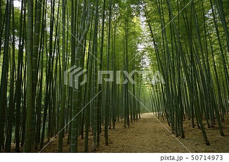 若竹の杜 孟宗竹の竹林に散策路 若竹の杜 孟宗竹の竹林に散策路 50714973