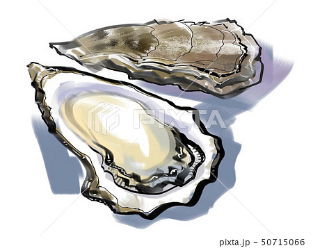 牡蠣のイラスト素材