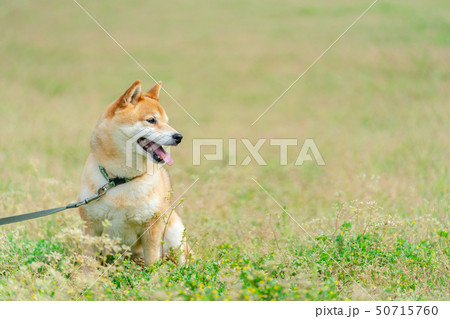 緑背景に柴犬 飼い犬 日本犬 一般的な犬 散歩 遊ぶ 緑背景に柴犬 飼い犬 日本犬 一般的な犬 散歩 遊ぶ 50715760