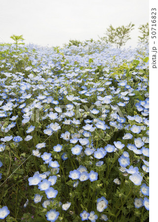 ネモフィラ ネモフィラ 50716823