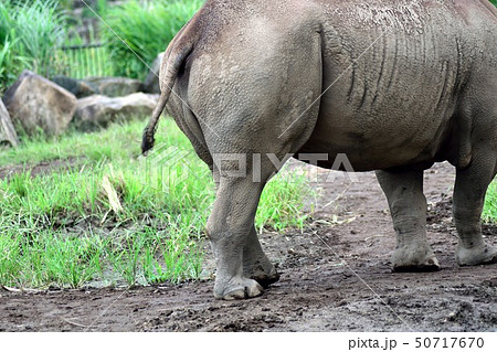 ヒガシクロサイ 後ろ姿アップ 50717670